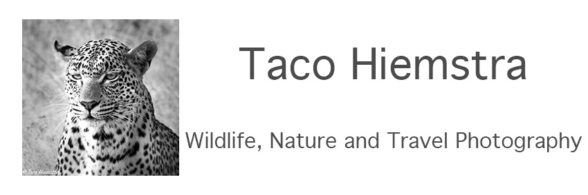 Taco Hiemstra